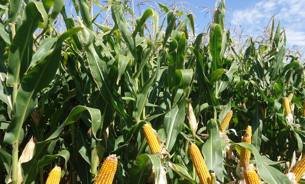 Cóctel mortal para maíz: baja precio, suben costos