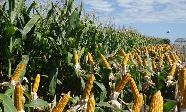 Se desdobló el mercado de maíz