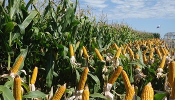 Importaciones chinas de maíz 2013/2014 serán 30 pct menores de lo previsto