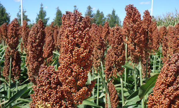 Aliados por más maíz y sorgo