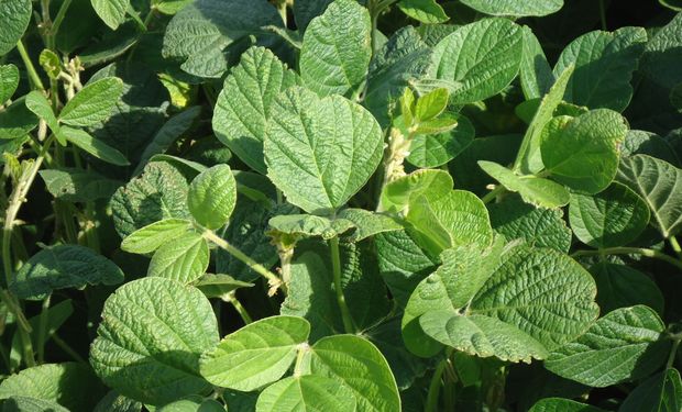 Lanworth sube estimación de producción mundial de maíz y soja