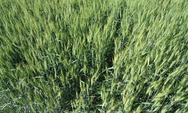 Urgen más de 30 mm para trigo y maíz