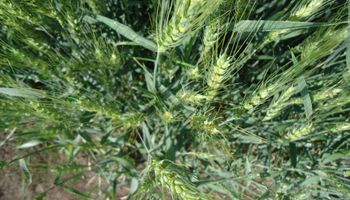 Alerta roja: semana crítica para maíz y trigo