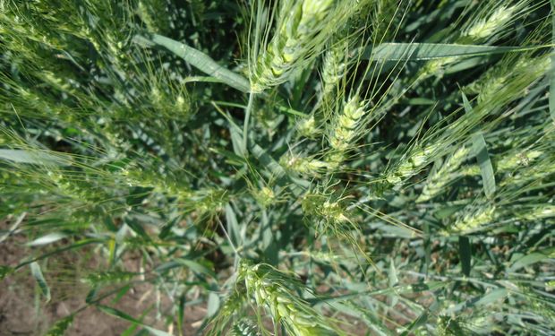 Alerta roja: semana crítica para maíz y trigo