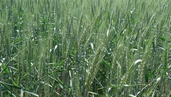 Lluvias mejoran estado de trigo y alientan siembra de maíz
