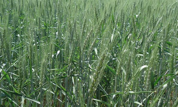 Lluvias mejoran estado de trigo y alientan siembra de maíz