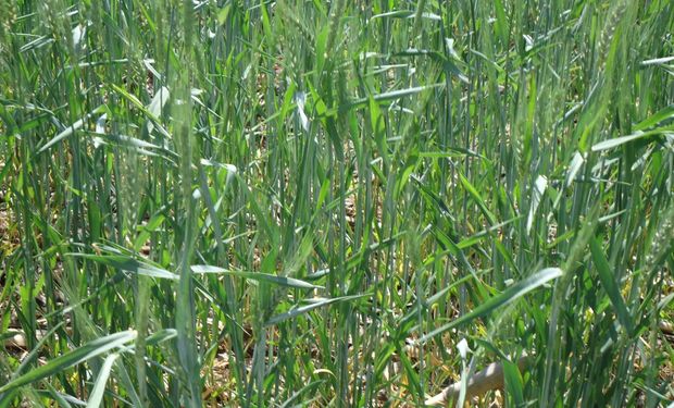 Trigo y maíz siguen necesitando lluvias en el norte del área núcleo