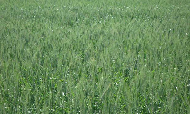 CIC eleva pronósticos globales de trigo y maíz