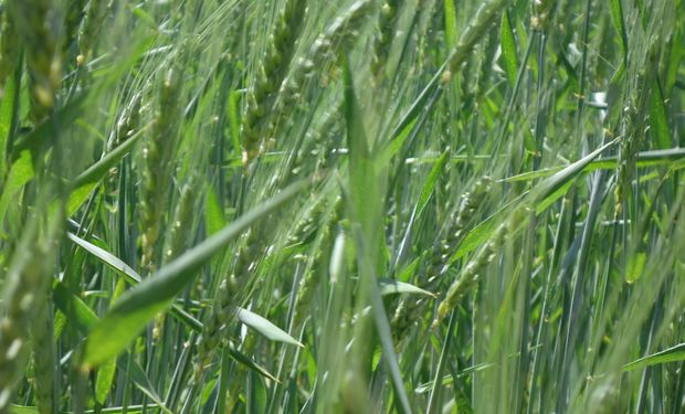 Calor y clima seco perjudican al trigo del sur bonaerense