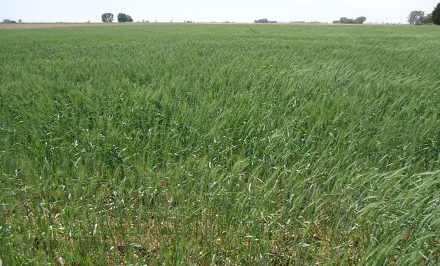 Mejoras en las reservas de agua útil para los cultivos