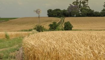 Destacan el triple beneficio de la revancha del trigo: volumen, calidad y precio