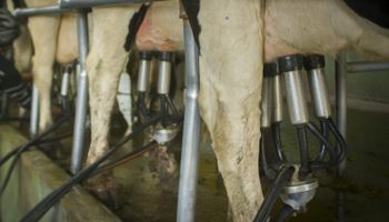 Cae la participación del productor lácteo en el valor final del mercado interno, mientras que mejora en la exportación