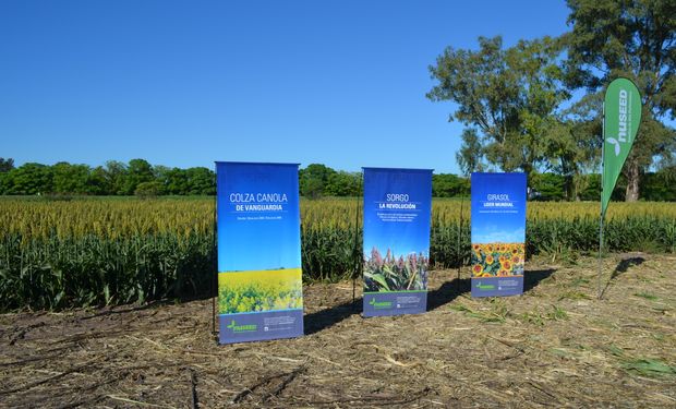 Nuseed comercializa en Argentina semillas de sorgo, girasol y colza.