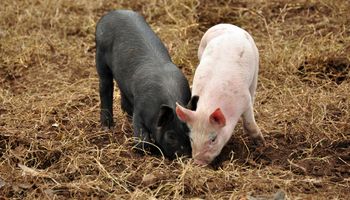 Senador bonaerense insiste en que se prohíba la importación de carne porcina