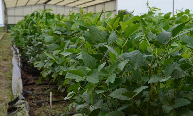 En los galpones se evalúa el desempeño de distintas variedades de soja ante cambios en la oferta de lluvias.
