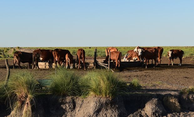 Santa Fe: piden extender la emergencia agropecuaria por sequía