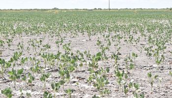 Mucho calor y poca lluvia: se agrava la sequía en gran parte del país