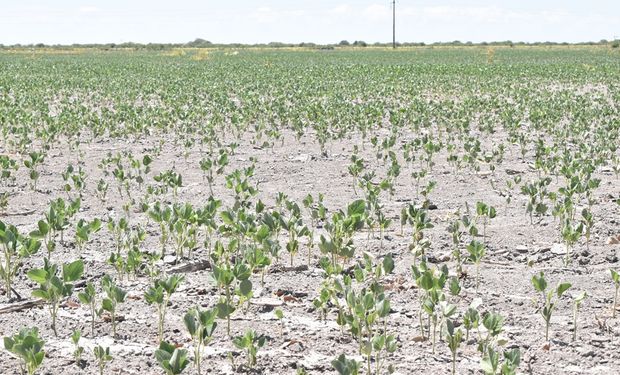 Mucho calor y poca lluvia: se agrava la sequía en gran parte del país