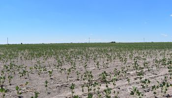 Semana decisiva para la soja: sin lluvias, el rinde caería en la zona núcleo