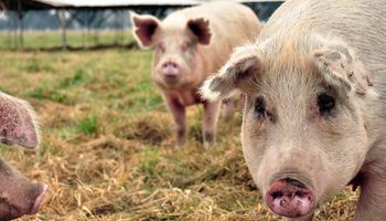 Empresas chinas productoras de cerdo podrían invertir USD 27.000 millones en Argentina