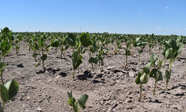 Complicaciones para los cultivos con poca humedad y falta de lluvias: ¿hay probabilidad de estrés hídrico?