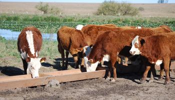 Caracterizan el 75 % de las bacterias que habitan en el rumen del ganado