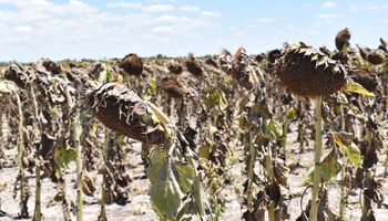 Desde cuándo La Niña podría alterar el clima global, según advierte la OMM