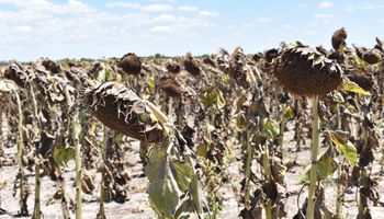 Sequía en Santa Fe: la Comisión Nacional de Emergencia Agropecuaria avaló la prórroga de la emergencia en el norte
