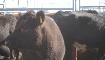 Escasa actividad en el mercado de Liniers
