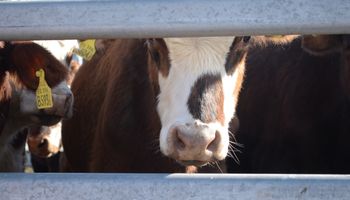 Gran ingreso de animales en el mercado porteño
