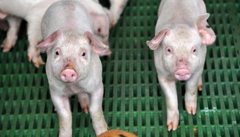 El cerdo de Estados Unidos "es inoportuno", dijeron productores entrerrianos