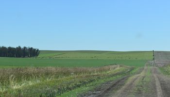 Cayó la compra y venta de campos: el pulso del mercado inmobiliario está marcado por lotes mixtos y ganaderos