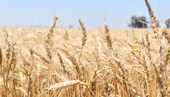 El trigo argentino, casi récord: el "impacto más fuerte" que se espera sobre el precio y la expectativa por una venta a un país poco habitual para el cereal