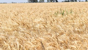 El trigo generó casi 2600 millones de dólares en lo que va del año