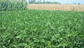 La lluvia definirá la producción de soja y maíz: los próximos 15 días son claves