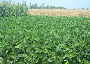 La lluvia definirá la producción de soja y maíz: los próximos 15 días son claves