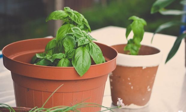 Fomentan el uso de plantas aromáticas para alcanzar una alimentación saludable