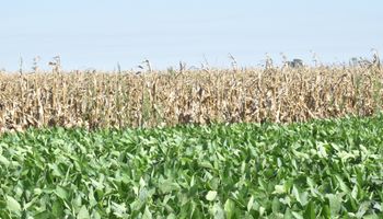 Los productores se ilusionan con un rendimiento de 40 quintales para la soja después de las lluvias