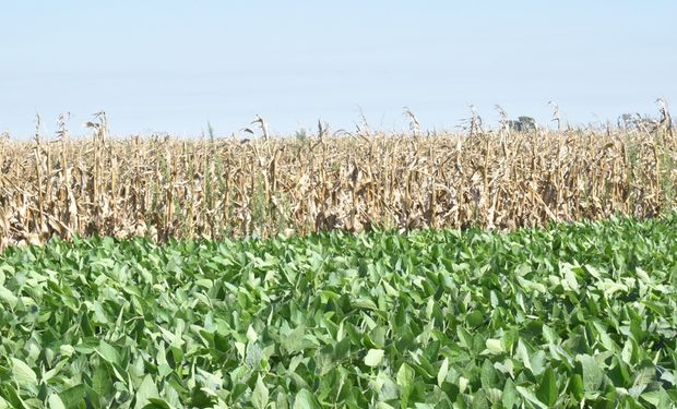 Los productores se ilusionan con un rendimiento de 40 quintales para la soja después de las lluvias