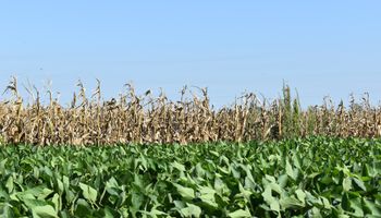 La estrategia que recomiendan los especialistas para colocar pisos de precio en el mercado de granos