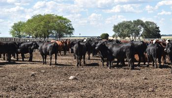 Menos carne vacuna en el mundo: anticipan una caída del 3 % de la producción global