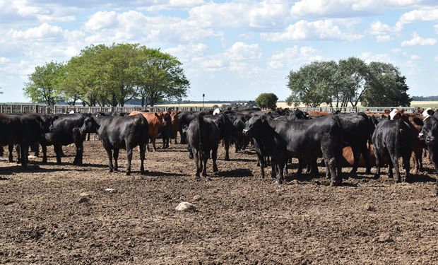 Menos carne vacuna en el mundo: anticipan una caída del 3 % de la producción global