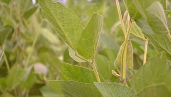 Lluvias continúan favoreciendo desarrollo de soja y maíz