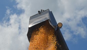 Chicago: pocos cambios en soja; cereales a la baja