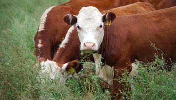 La preñez en vacas adultas en la Cuenca del Salado llegó a 89%