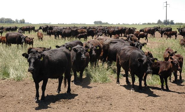 Los productores ganaderos, al igual que los agrícolas, se encuentran en una difícil situación financiera.