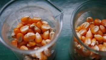 Innovación juvenil: premian a investigadores del INTA por un estudio sobre maíz