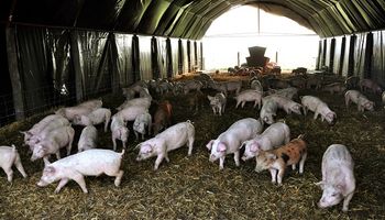 La Pampa advierte sobre la triquinosis y pide la prevención a través del análisis