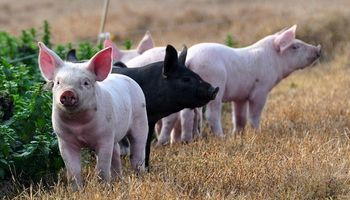 Países del sur expusieron un plan estratégico regional contra la peste porcina africana