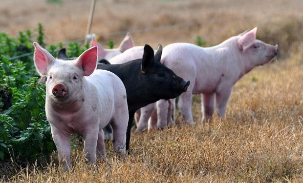 Países del sur expusieron un plan estratégico regional contra la peste porcina africana